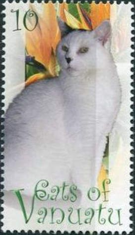 White Cat (Felis silvestris catus)
