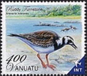 Ruddy Turnstone (Arenaria interpres)