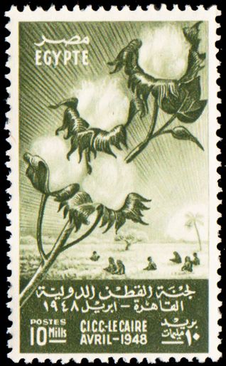 International Cotton Congress - Field and branch of Cotton