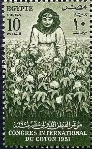 International Cotton Congress - Woman Picking Cotton