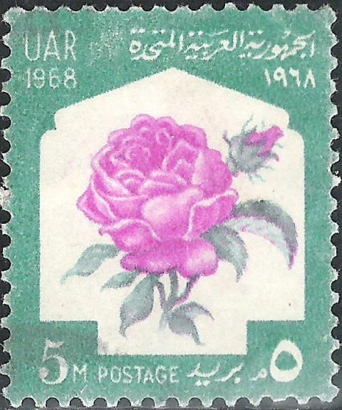 Rose