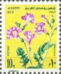 Incarvillea compacta