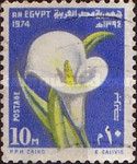 Ramadan Festival - Zantedeschia aethiopica