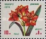 Scarborough Lily