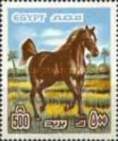 Arabian Horse (Equus ferus caballus)
