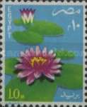 Lotus Flowers