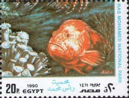 Roving Coral Grouper (Plectropomus pessuliferus)
