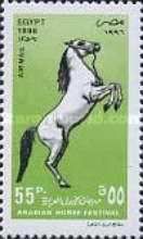 Arabian Horse (Equus ferus caballus)