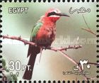 White-fronted Bee-eater (Merops bullockoides)