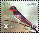 Barn Swallow (Hirundo rustica)
