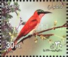 Southern Carmine Bee-eater (Merops nubicoides)