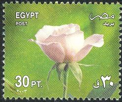 White Rose