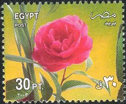 Red Rose