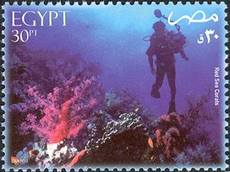 Red Sea Corals and Diver