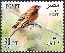 House Finch (Haemorhous mexicanus)