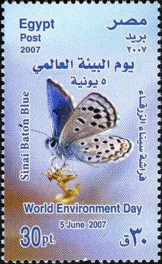 Sinai Baton Blue (Pseudophilotes sinaicus)