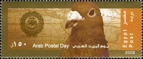Carrier Pigeon (Columba livia domestica)