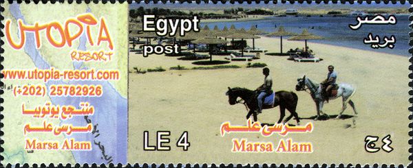 Utopia Resort (Marsa Alam), Horse (Equus ferus caballus)