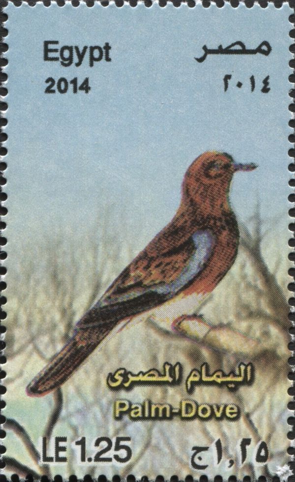 Palm Dove (Spilopelia senegalensis)