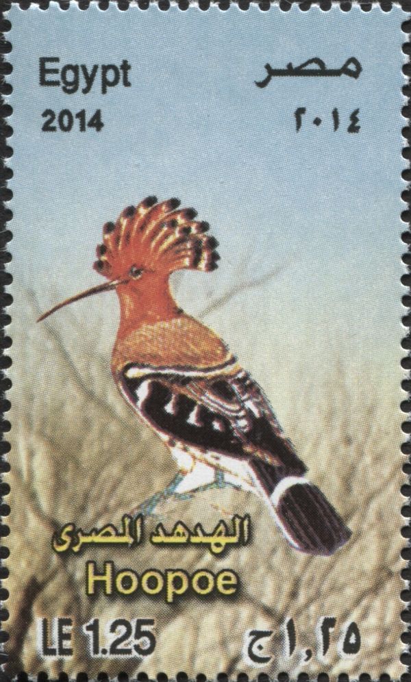 Eurasian Hoopoe (Upupa epops)