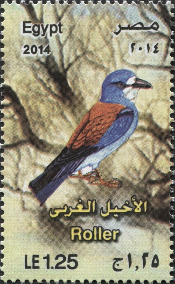 European Roller (Coracias garrulus)
