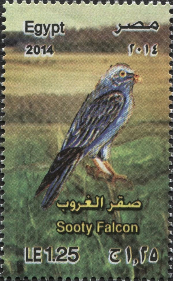 Sooty Falcon (Falco concolor)
