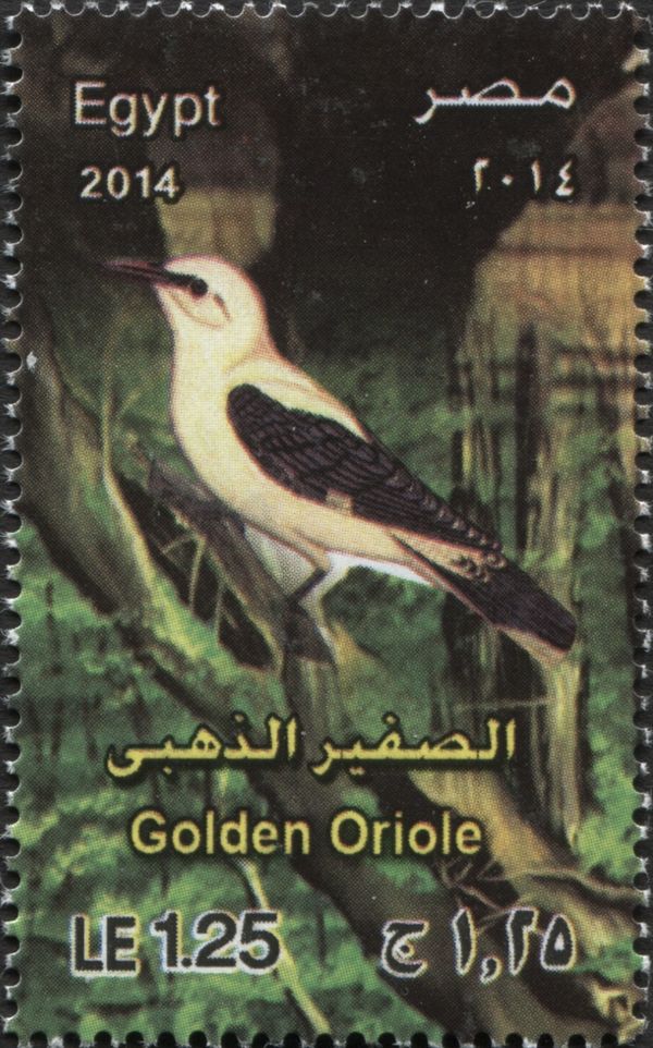 Eurasian Golden Oriole (Oriolus oriolus)