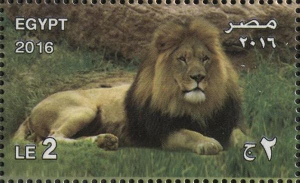 Lion (Panthera leo)