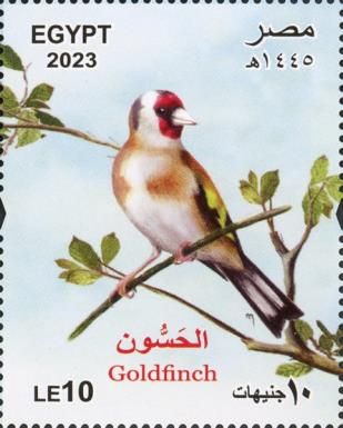 Goldfinch (Carduelis carduelis)