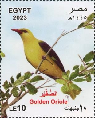 Golden Oriole (Oriolus oriolus)