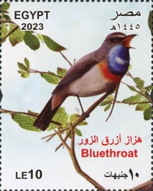Bluethroat Luscinia svecica)