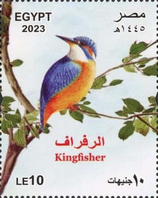 Kingfisher (Alcedo atthis)