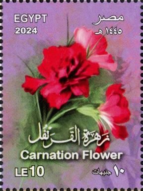 Carnation