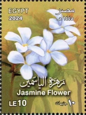 Jasmine