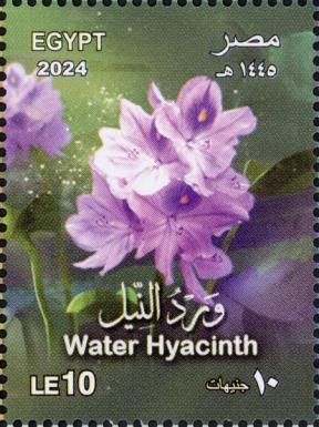 Water Hyacinth