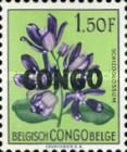 Schizoglossum eximium overprinted CONGO