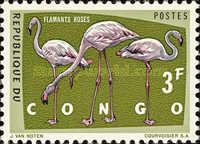 Greater Flamingo (Phoenicopterus roseus)