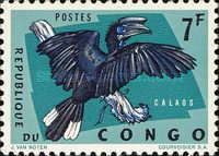 Black-casqued Hornbill (Ceratogymna atrata)
