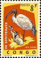 Sacred Ibis (Threskiornis aethiopicus)
