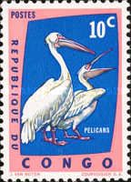 Great White Pelican (Pelecanus onocrotalus)