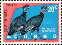 Western Crested Guineafowl (Guttera verreauxi)