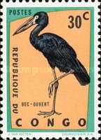 African Openbill (Anastomus lamelligerus)