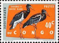  Abdim's Stork (Ciconia abdimii)
