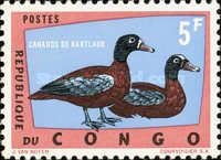 Hartlaub's Duck (Pteronetta hartlaubii)