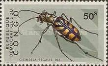 Tiger Beetle (Cicindela regalis)
