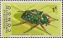 Spotted Flower Beetle (Stephanorrhina guttata)