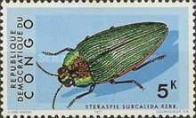 Jewel Beetle (Steraspis subcalida)