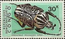 Goliath Beetle (Goliathus orientalis)