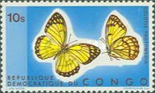 Yellow Splendour (Colotis protomedia)