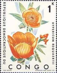 Hypericum bequartii
